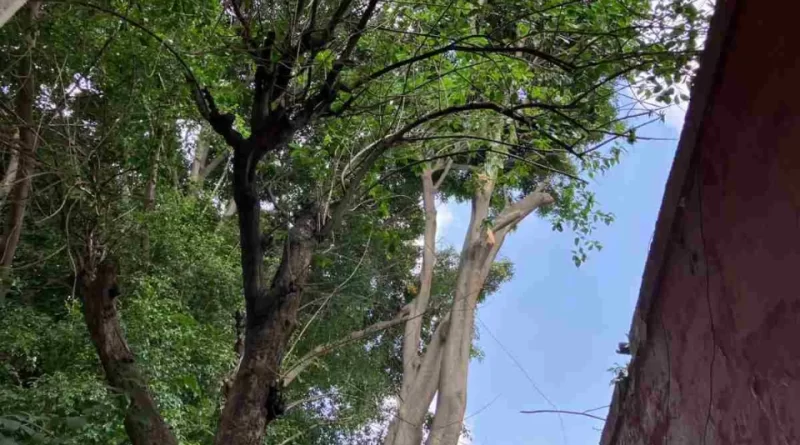 Gabriel, otro árbol sano de la CDMX, con orden de derribo para construir un edificio para vivienda